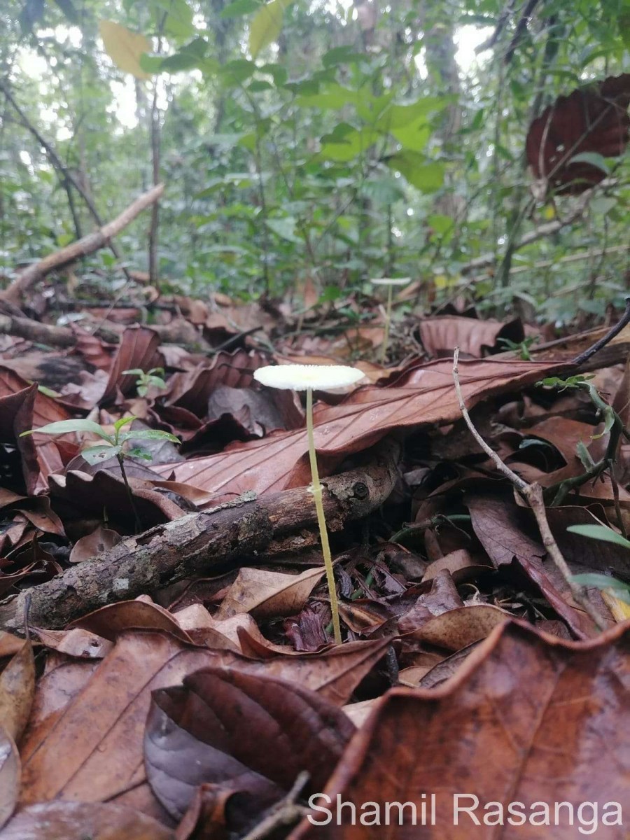 Leucocoprinus sp1